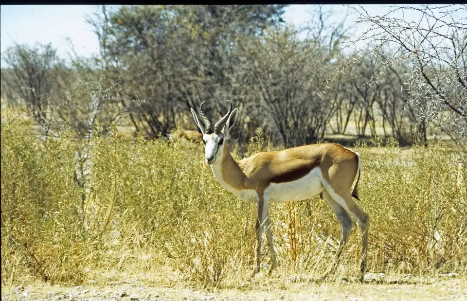 Namibia6088.jpg