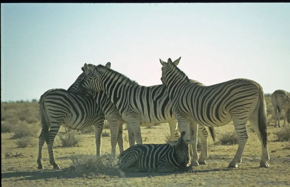 Namibia6099.jpg