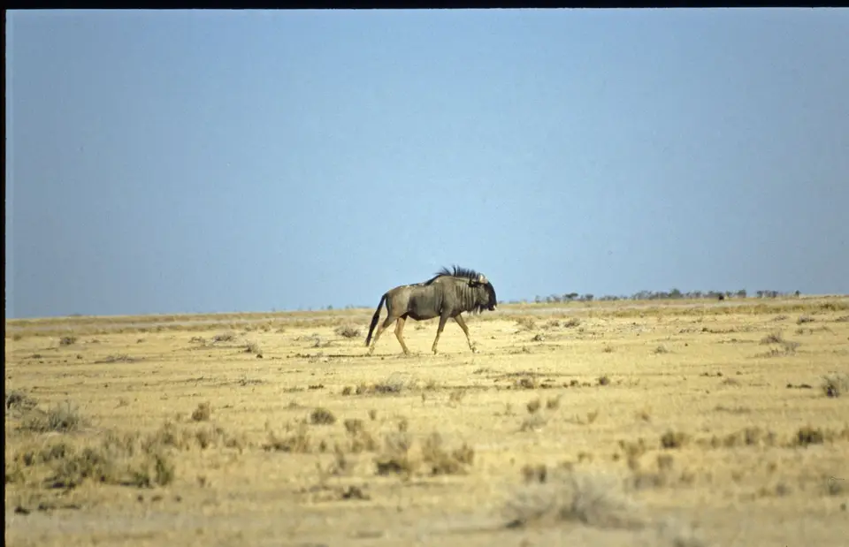 Namibia6100.jpg