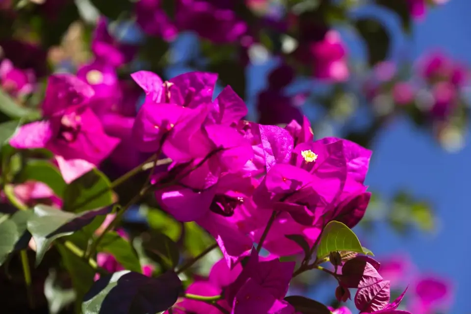 SA2013004_2013-06-19.jpg