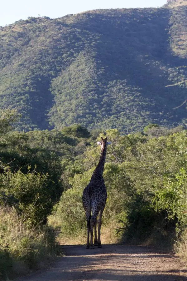 SA2013008_2013-06-23.jpg