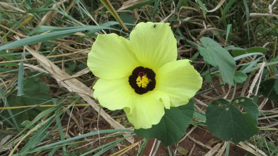 SA2013047.jpg