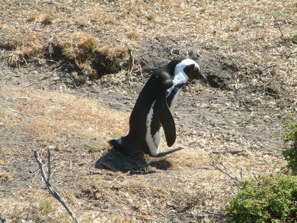 Südafrika018.jpg
