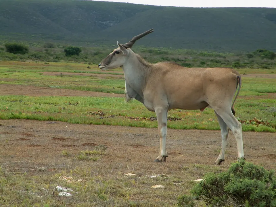 Südafrika124.jpg
