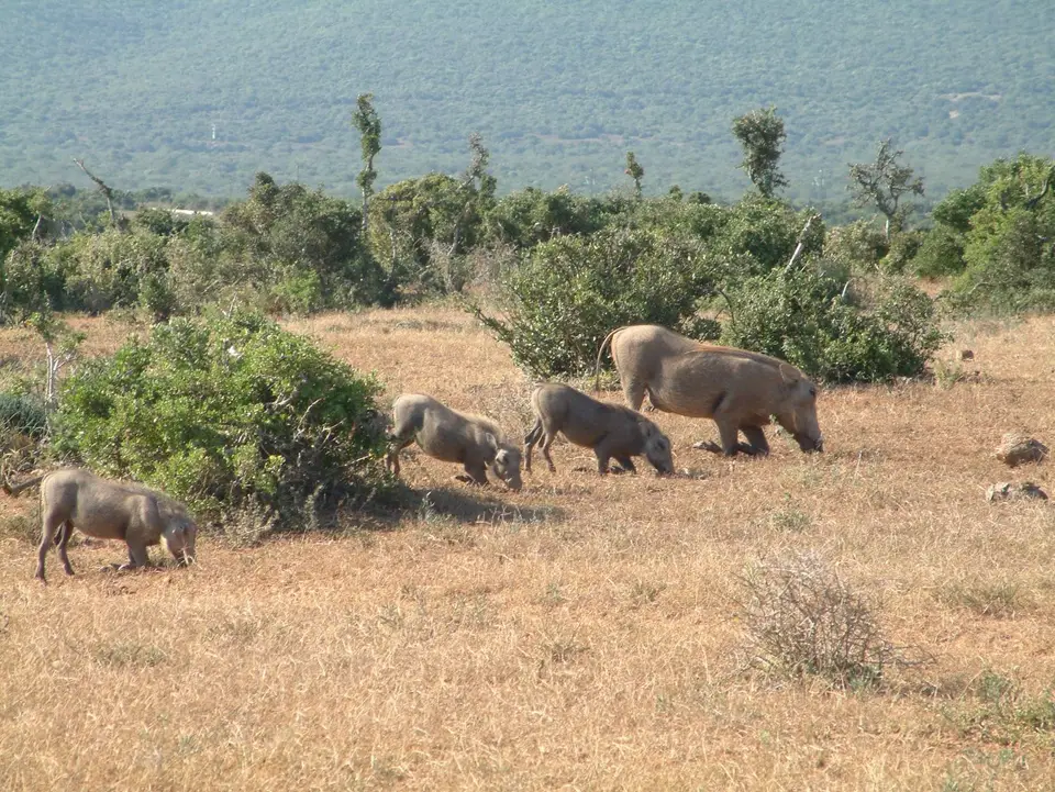 Südafrika407.jpg