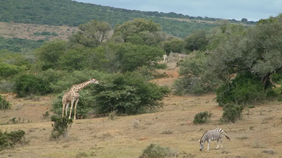Südafrika433.jpg