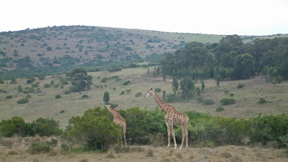 Südafrika438.jpg