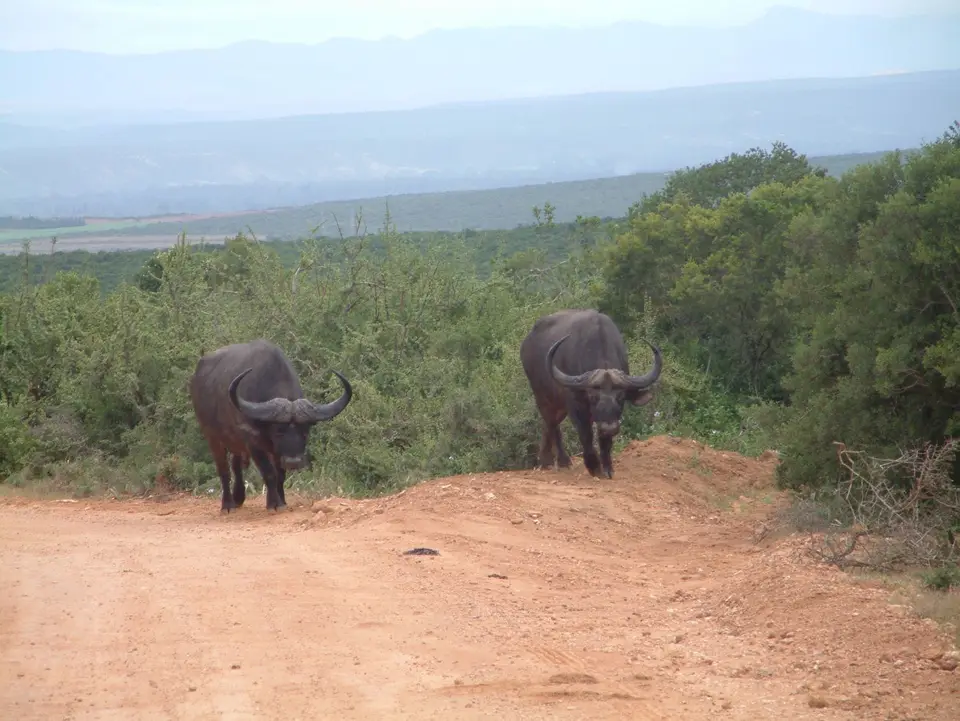 Südafrika488.jpg