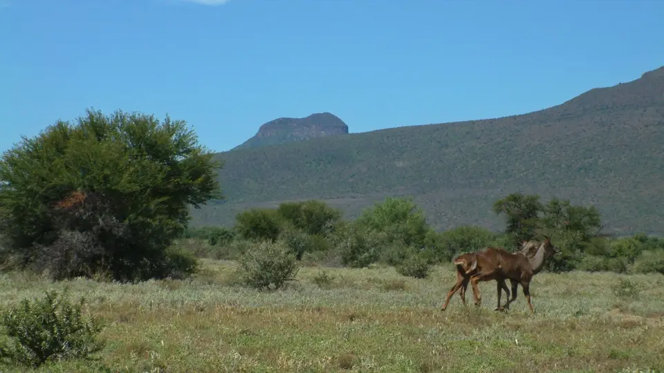 Südafrika513b.jpg