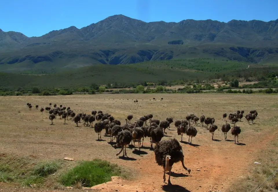 Südafrika634.jpg