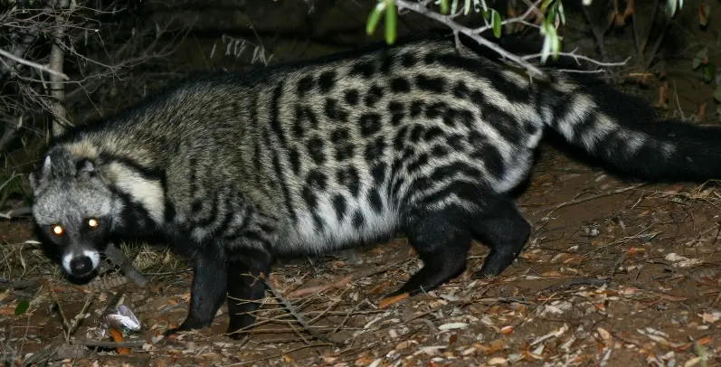civet.jpg