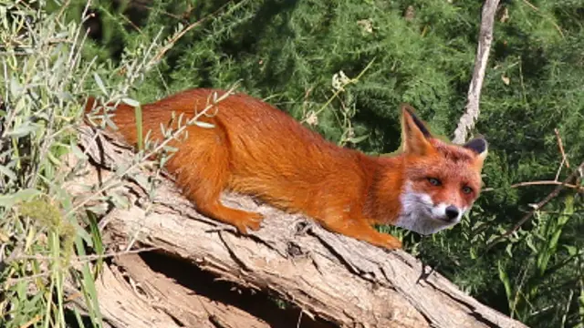 fuchsmangusteg.jpg