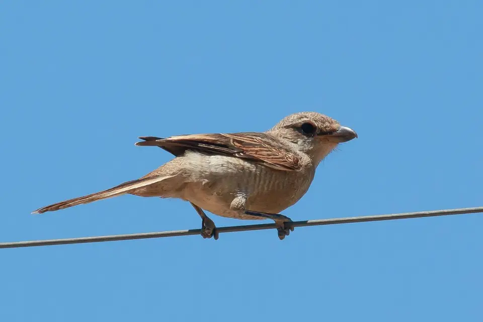 h37ff64b.jpg