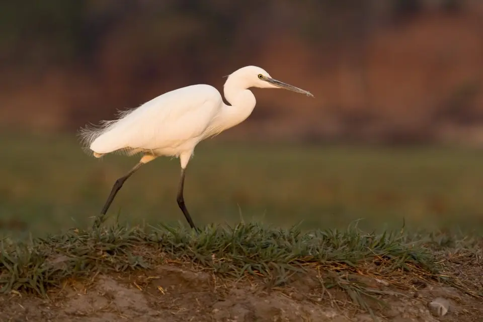 hba128ff.jpg