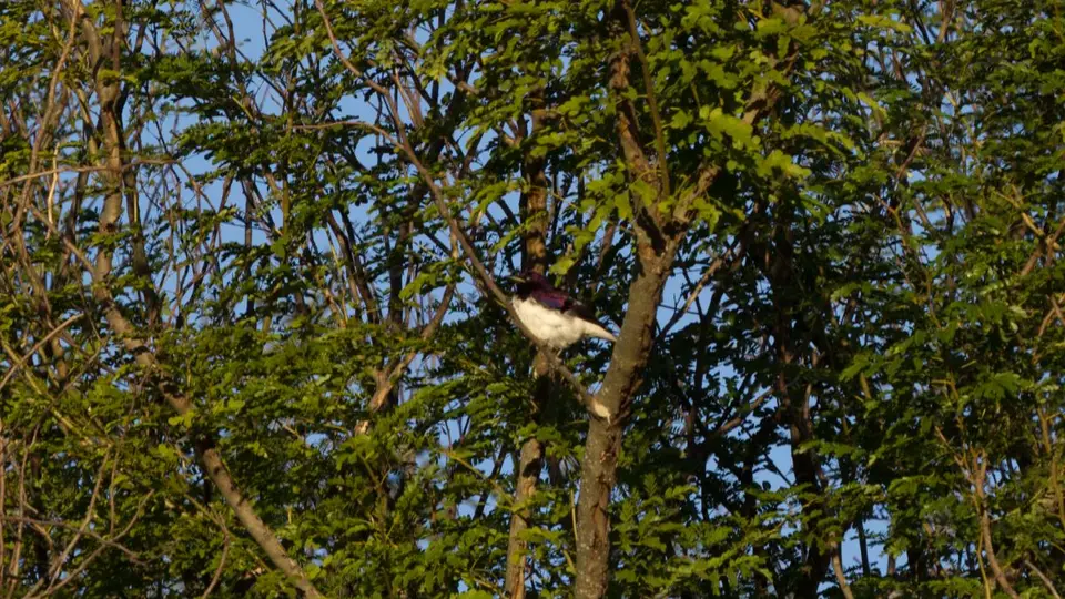 hc8890f4.jpg