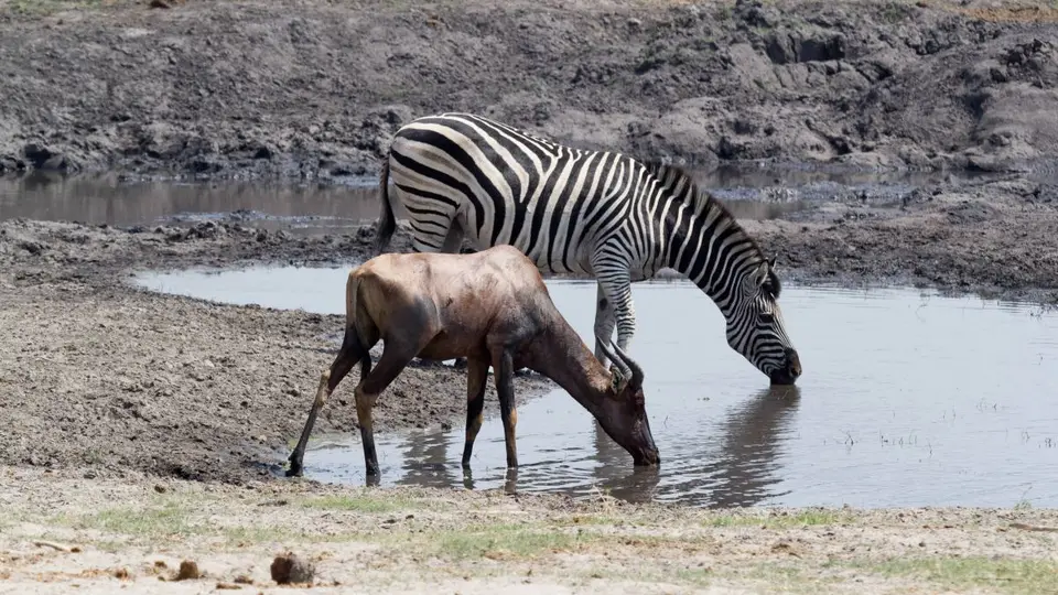 hf6652ce.jpg