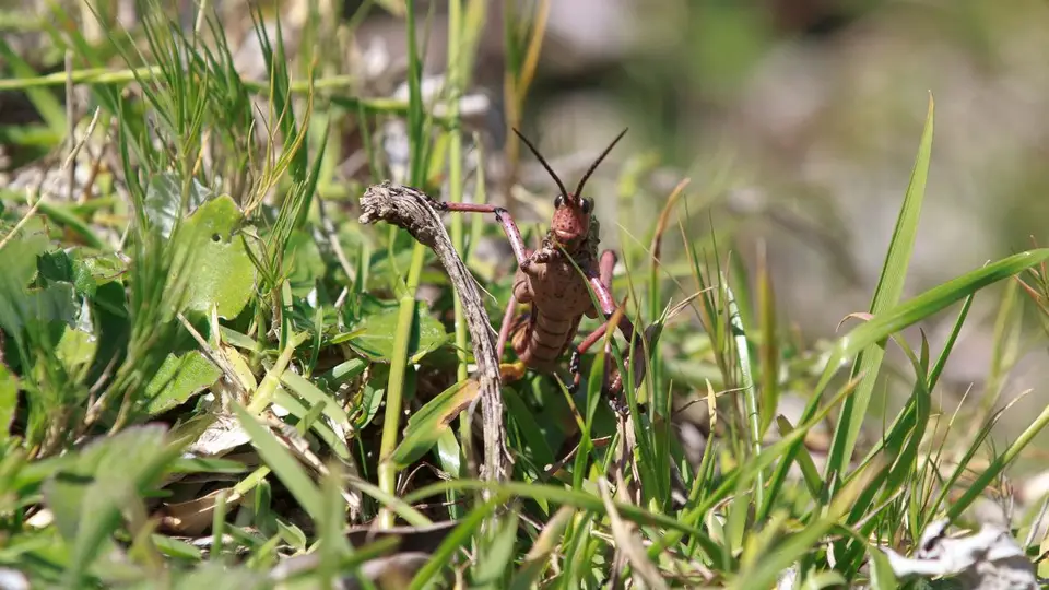 hff98858.jpg