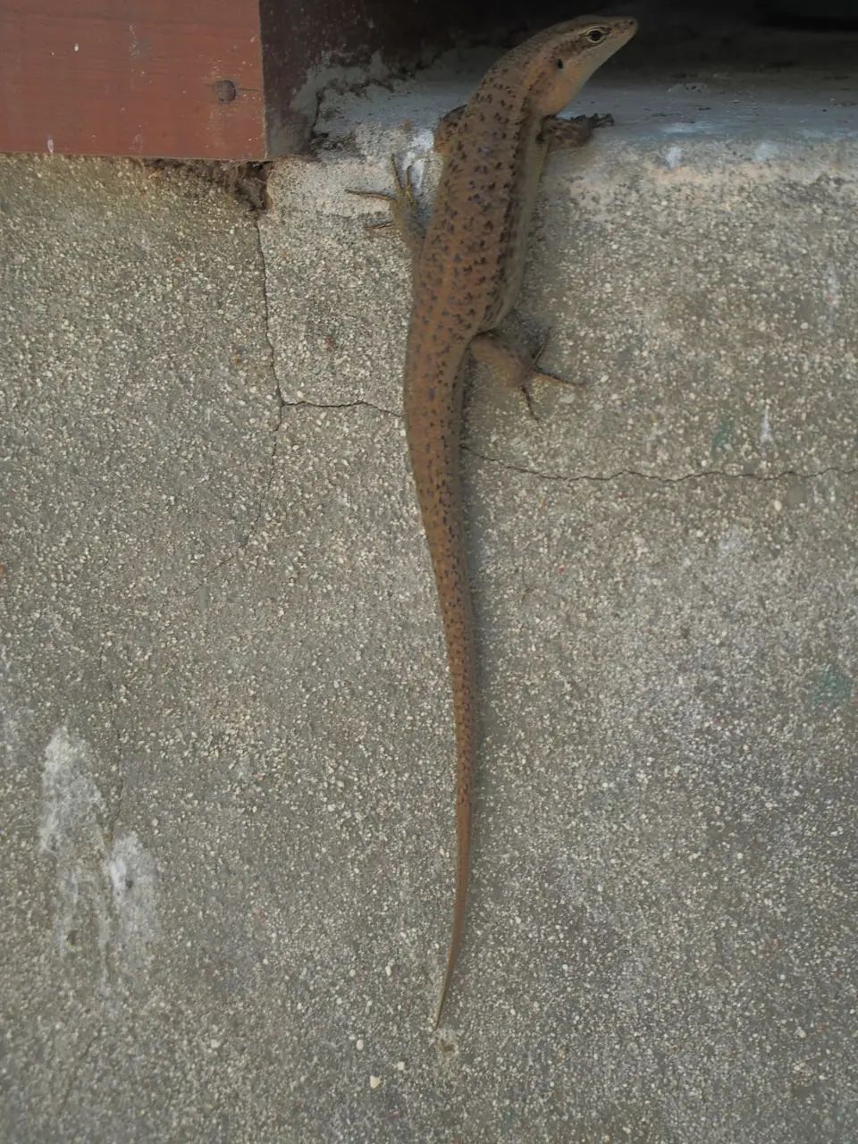 P9308660-2.JPG