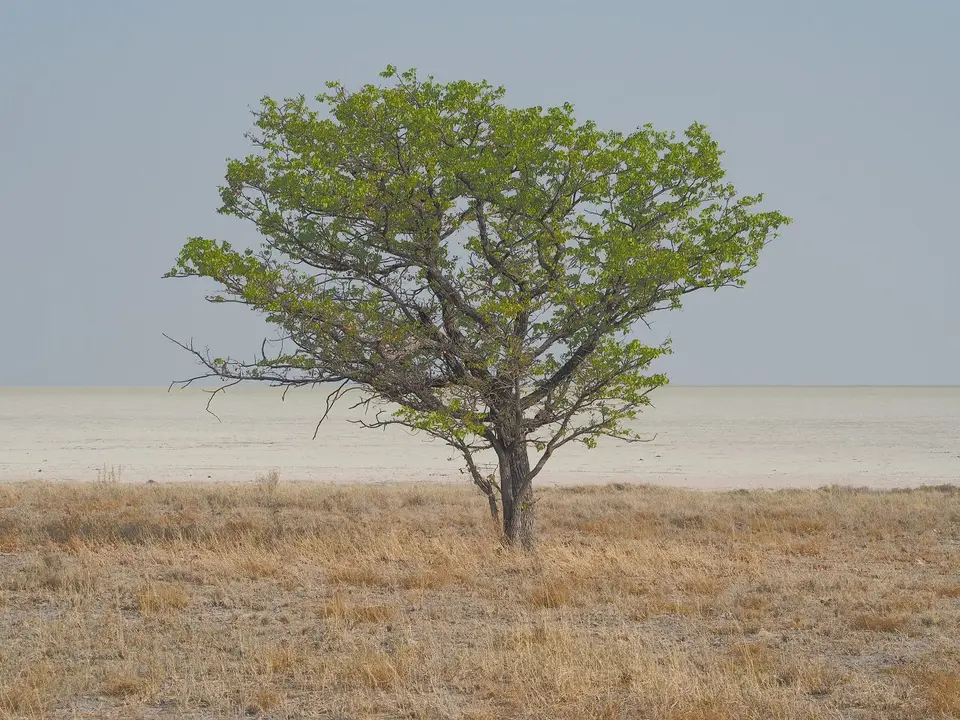 k-PA104702.JPG