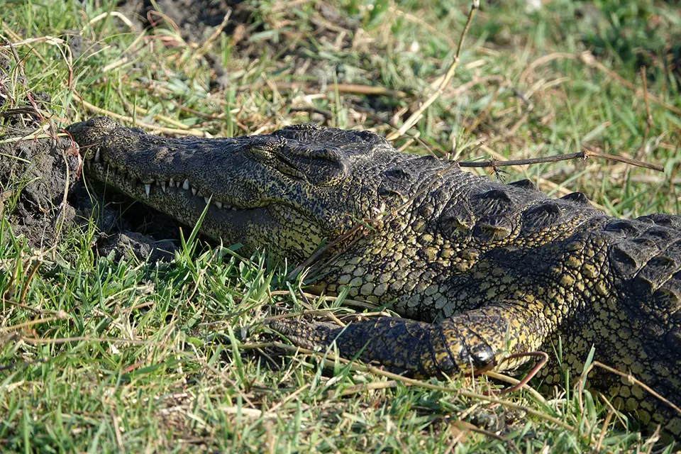 Boattrip_Croc.jpg