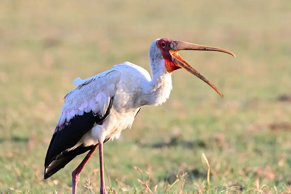 Boattrip_Storch2.jpg