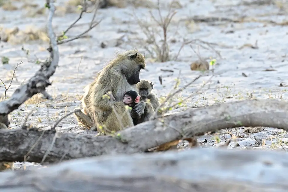 Caprivi_Affenmutter.jpg