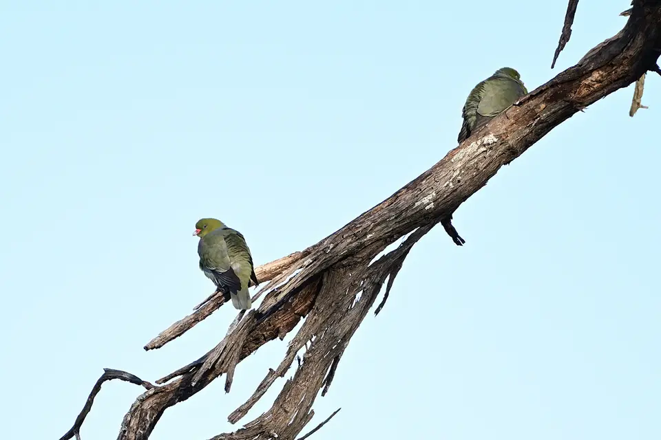 Caprivi_African-Green-Pigeon_02.jpg
