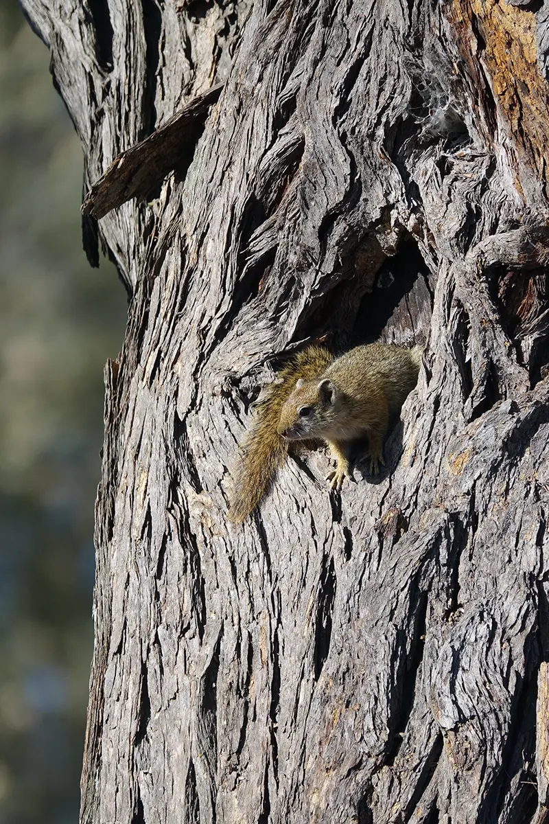 Caprivi_Baumhörnchen.jpg