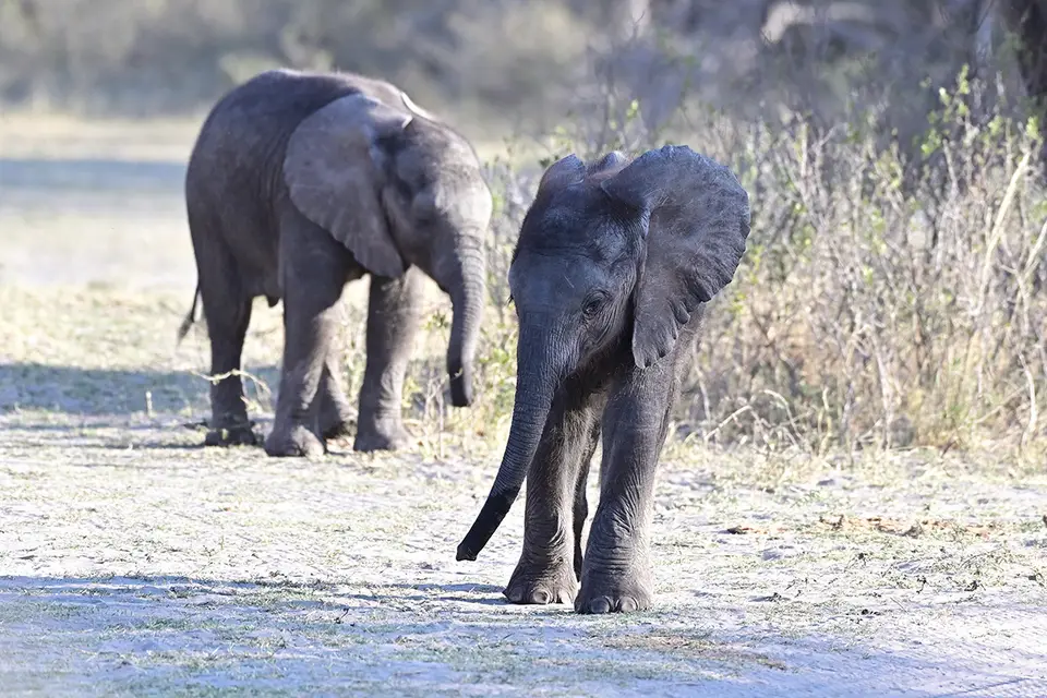 Caprivi_Elefantenbaby1.jpg