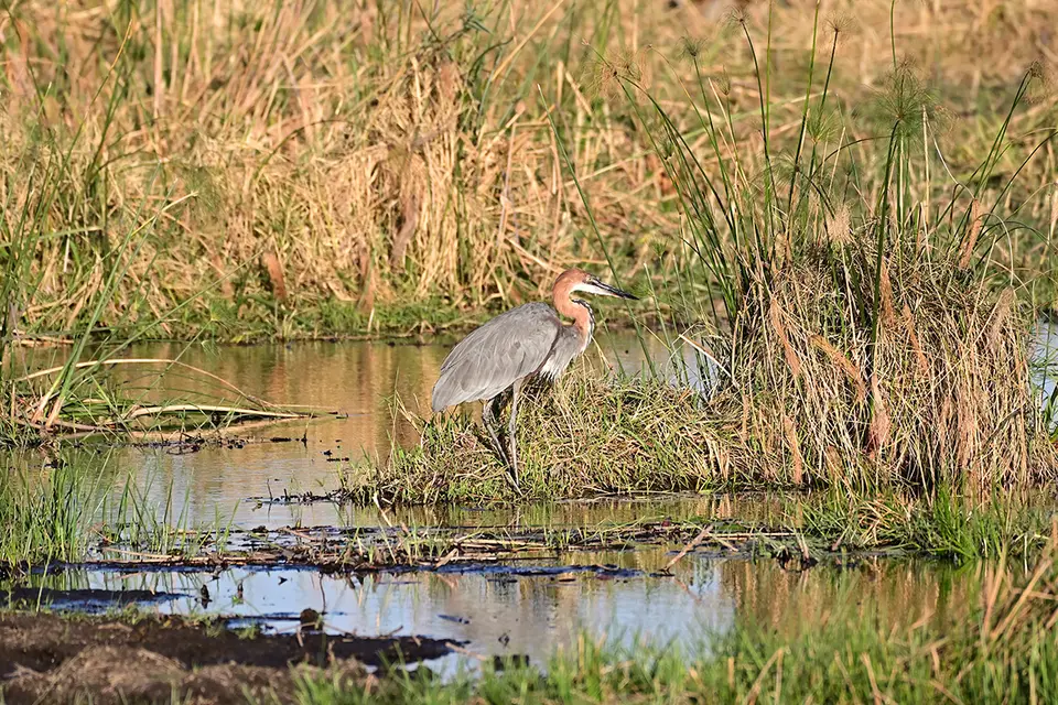Caprivi_Goliathreiher.jpg