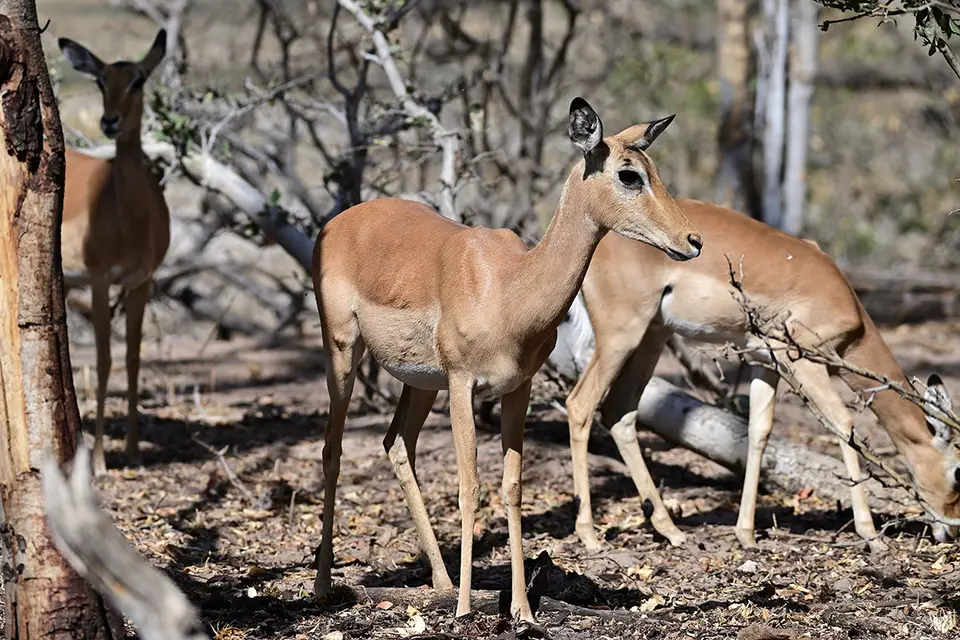 Caprivi_Impala.jpg