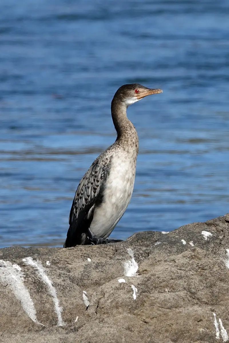 Caprivi_Kormoran.jpg