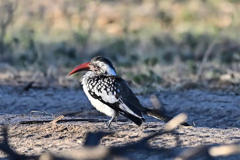Caprivi_Redbilled_Hornbill2.jpg