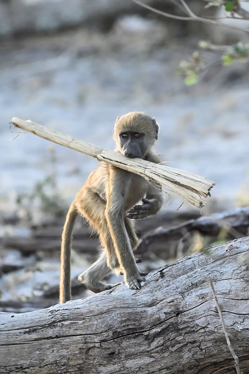 Caprivi_na-Mahlzeit.jpg
