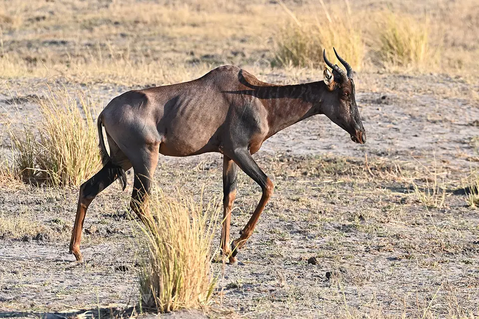 Chobe2_Halbmondantilope.jpg