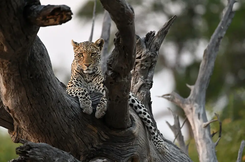 Chobe2_Leopard-Altholz_02.jpg