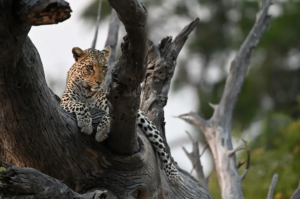 Chobe2_Leopard-Altholz_03.jpg