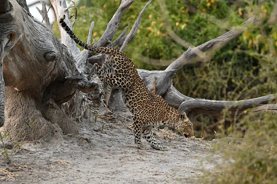Chobe2_Leopard-steht-auf-geht_05.jpg