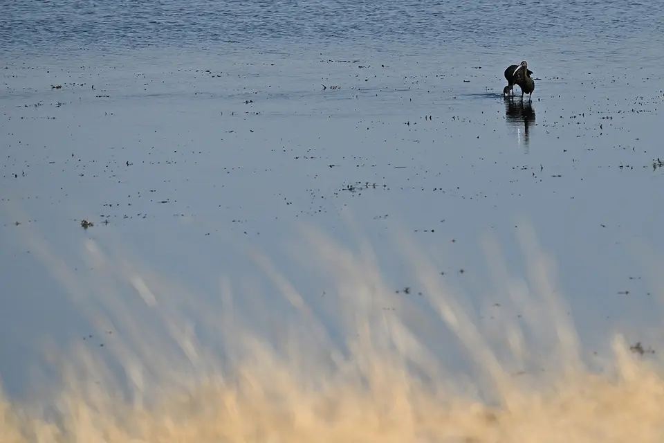 Chobe2_Mohrenklaffschnabel.jpg