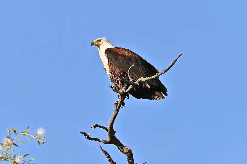 Chobe2_Schreiseeadler_02.jpg