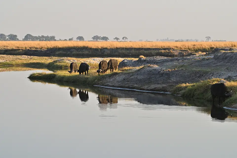 Chobe2_grasende-Büffel.jpg