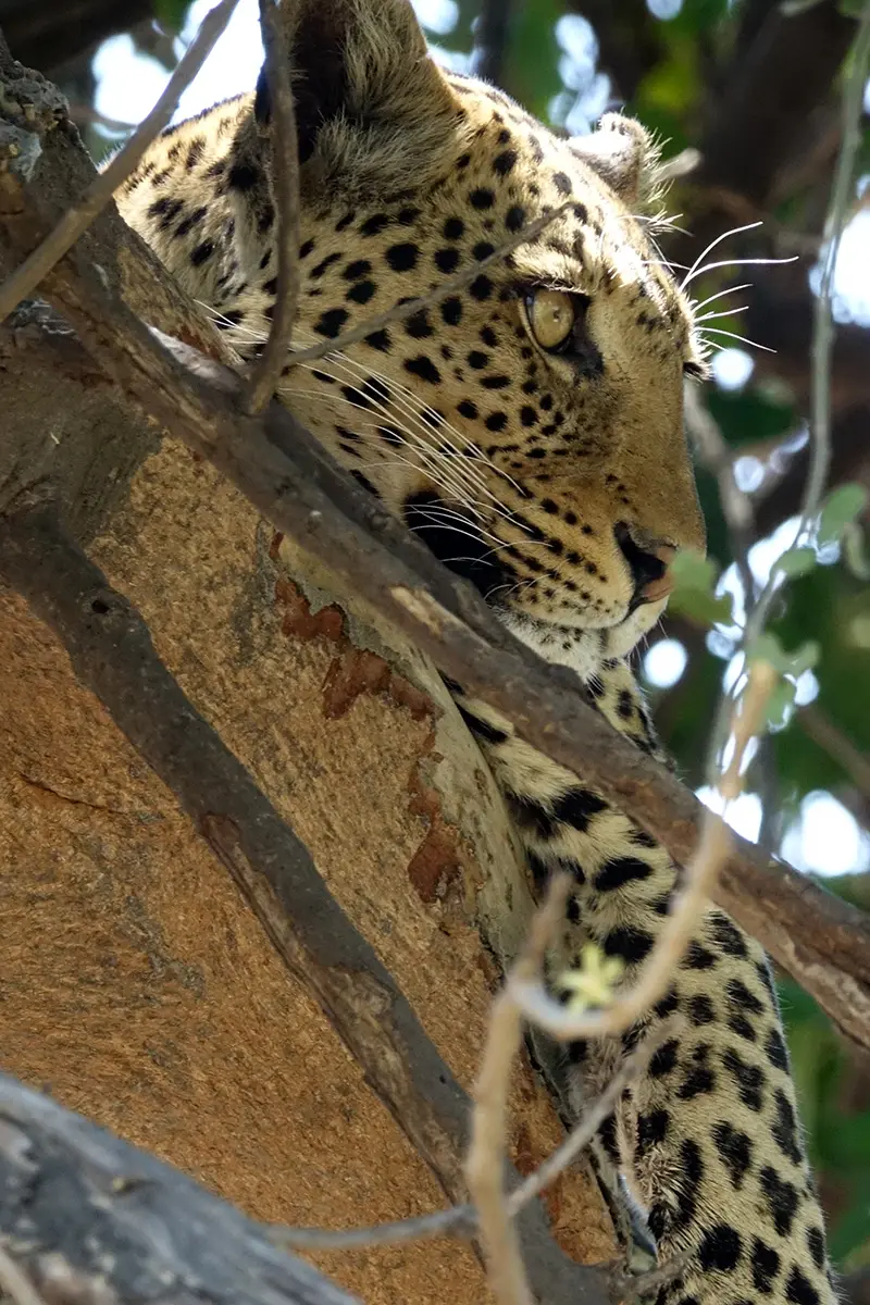 ChobeMS1Leopardin3.jpg