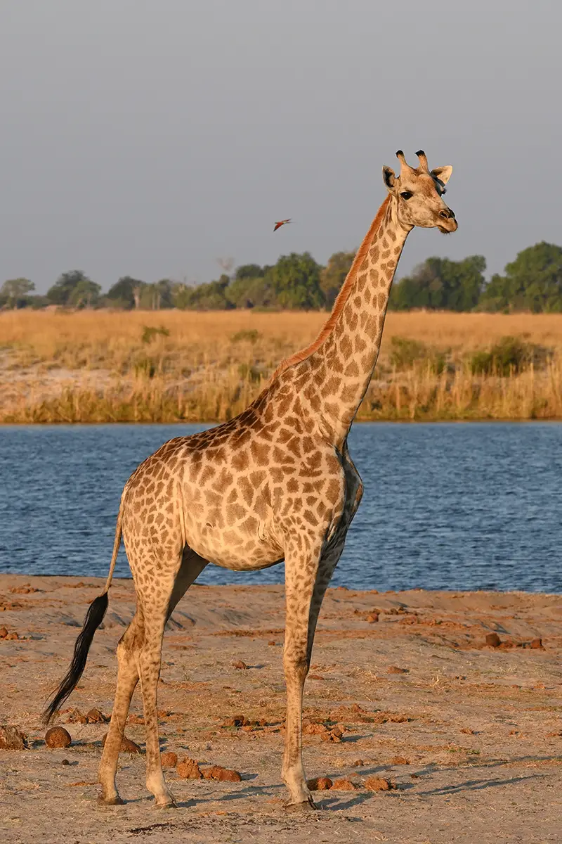 Chobe_Giraffe.jpg