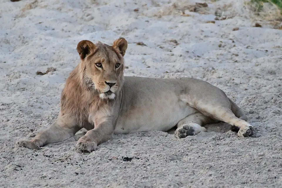 Chobe_Löwe-im-Sand_01.jpg