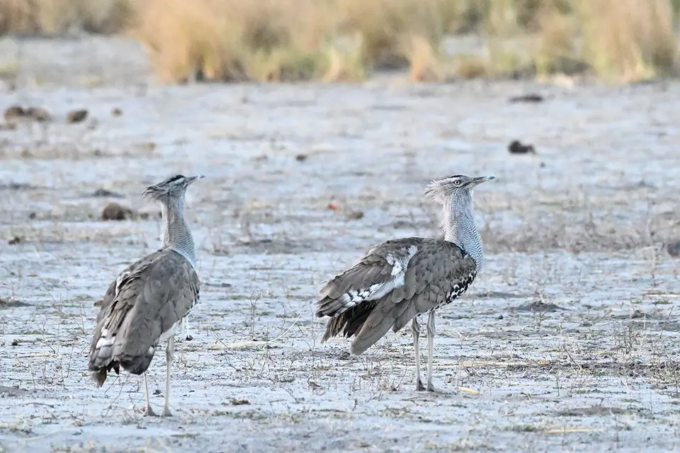 Chobe_Riesentrappe.jpg