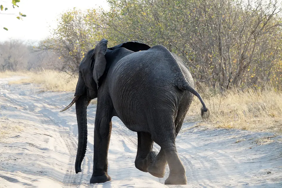 FahrtSavuti_Chobe_Ele.jpg