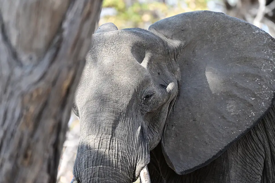 Fahrt_Moremi_Elefant1.jpg