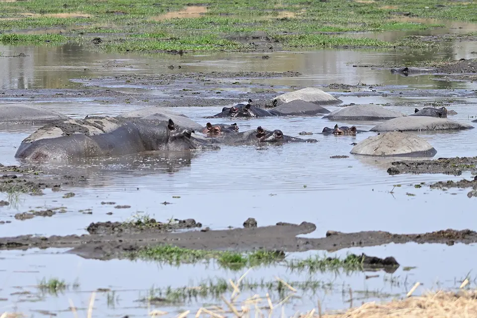 Fahrt_Moremi_Hippos.jpg