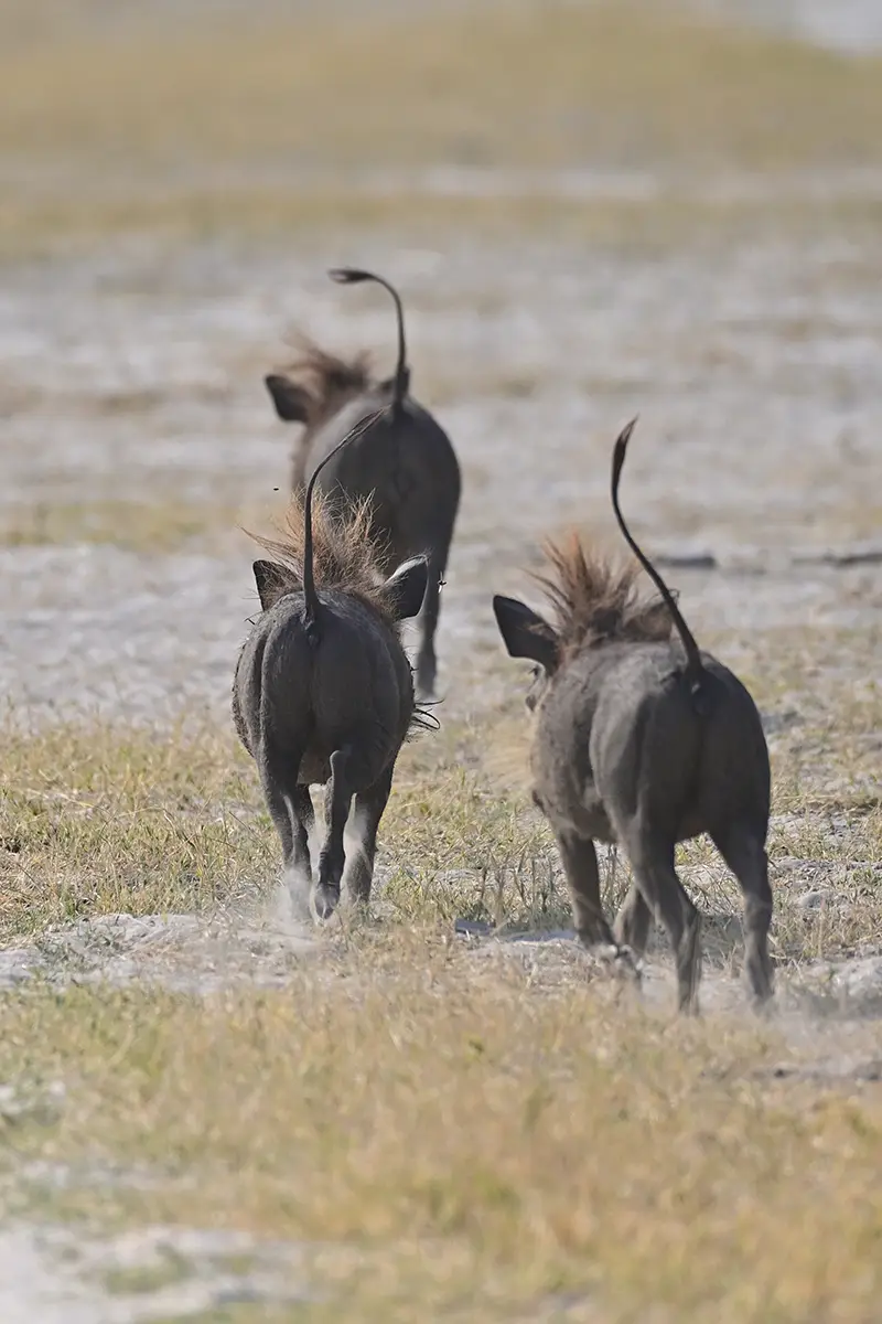 Fahrt_Moremi_Schweinsgalopp.jpg