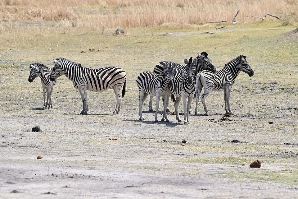 Fahrt_Moremi_Zebragruppe.jpg
